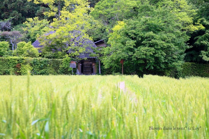 初夏の嵯峨野_f0251765_1948576.jpg