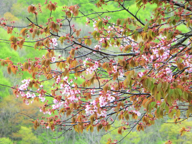 「桧原一本桜」ですが・・・_c0160368_1625259.jpg