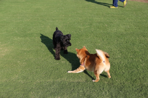 柴犬さんとの追っかけっこ_f0310873_21343080.jpg