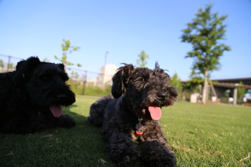 柴犬さんとの追っかけっこ_f0310873_21402560.jpg