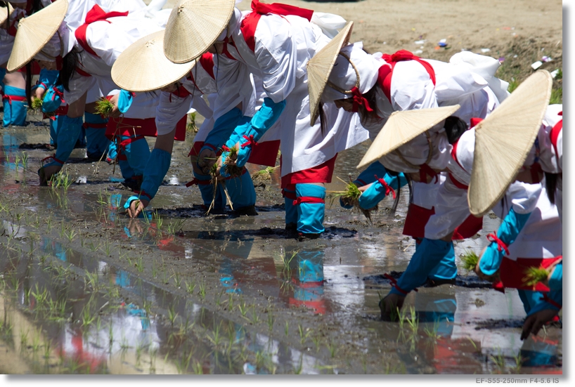 お田植え祭り_c0054876_16203654.jpg