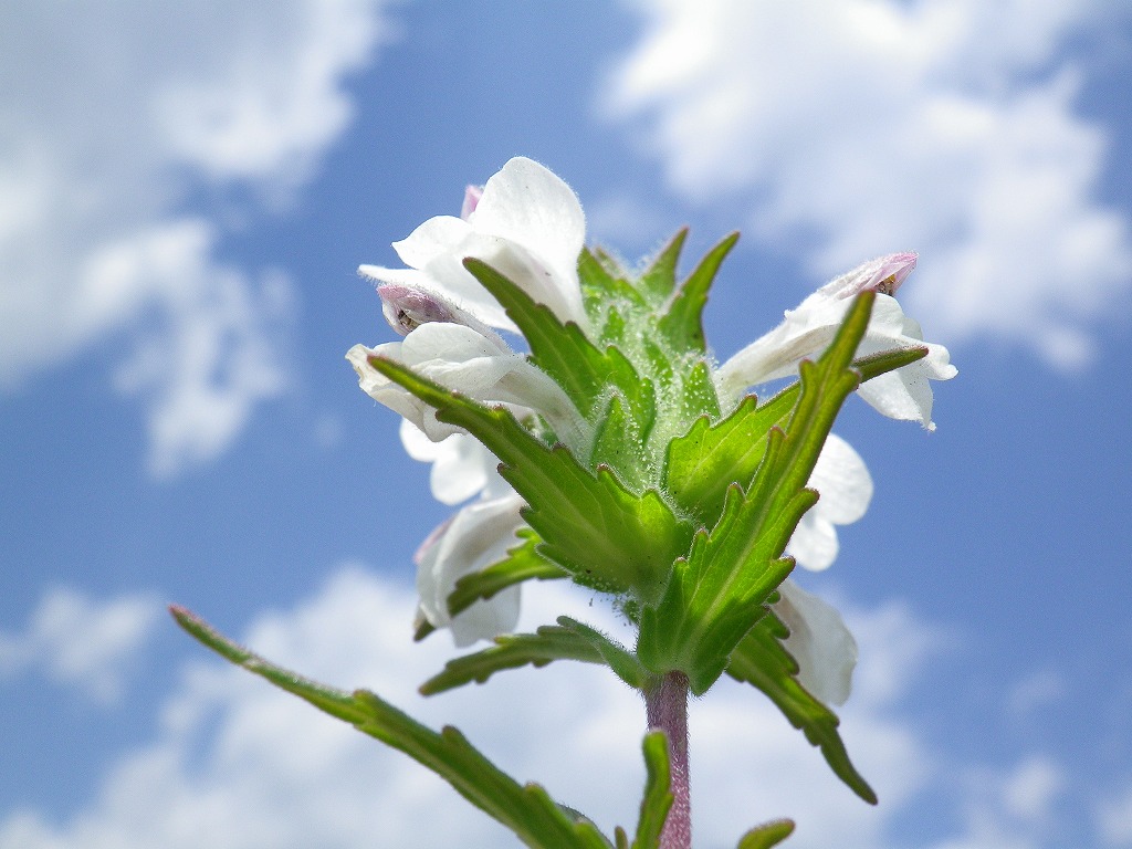 『野の花達を青空背景で・・・・・♪』_d0054276_20494991.jpg