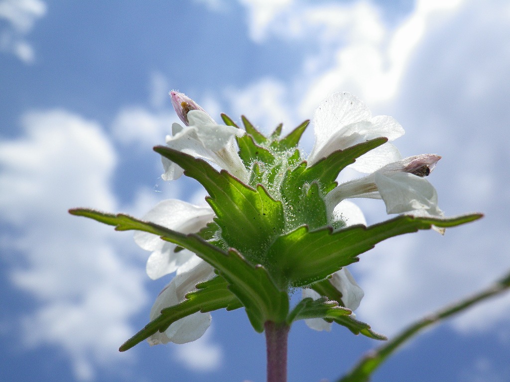 『野の花達を青空背景で・・・・・♪』_d0054276_20503315.jpg