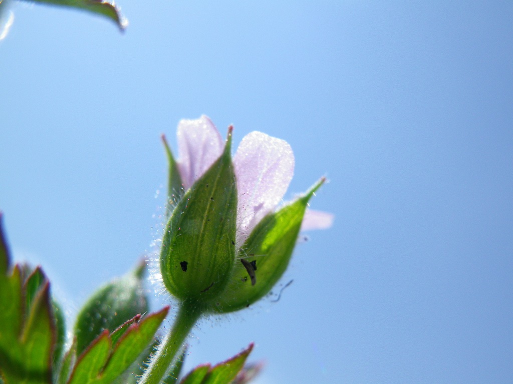 『野の花達を青空背景で・・・・・♪』_d0054276_20512144.jpg