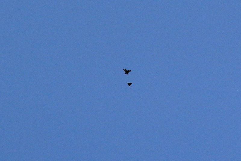 c0313378_10261719.jpg