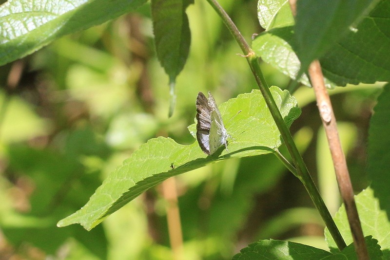 c0313378_10263609.jpg