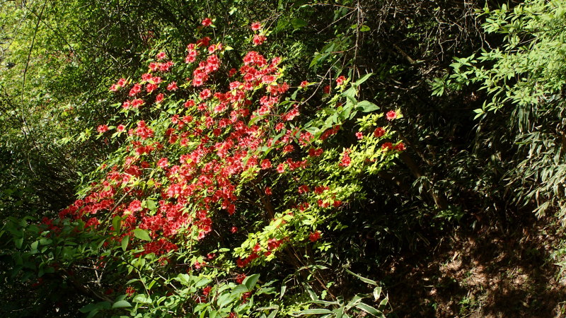 e0024081_20420757.jpg