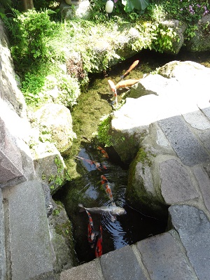 湧水散策と美味しい魚 島原市_d0195183_1341033.jpg