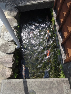 湧水散策と美味しい魚　島原市_d0195183_136991.jpg