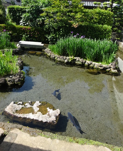 湧水散策と美味しい魚 島原市_d0195183_22365.jpg