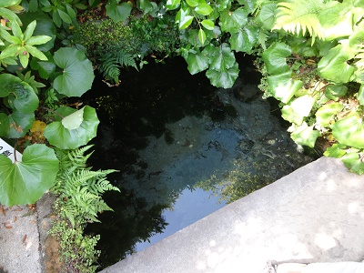 湧水散策と美味しい魚 島原市_d0195183_252196.jpg