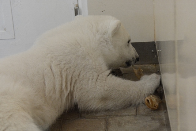 ２０１４年４月　白浜パンダ見隊２　その３　クマちゃんハロールームへお引越し後初散歩_a0052986_0291912.jpg