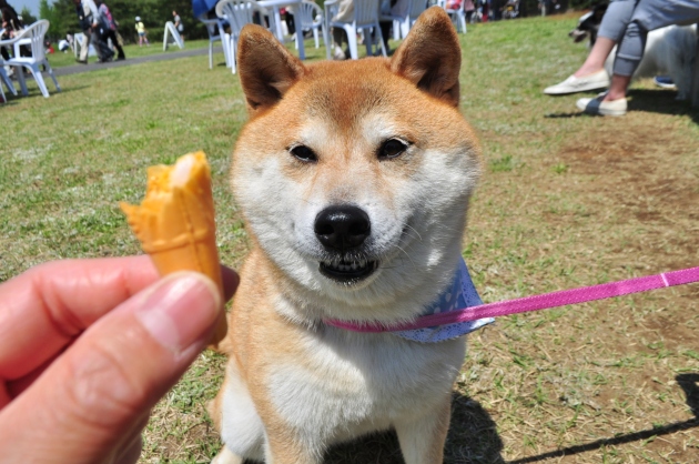 甘くて冷たい_a0126590_22563370.jpg