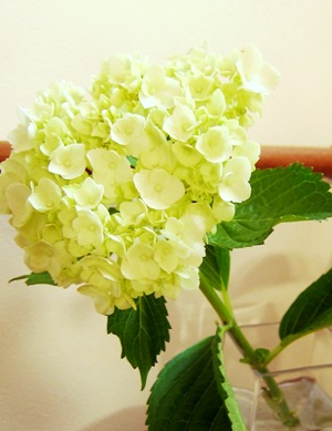 紫陽花と 楽しいランチタイム ♪_d0249193_1594660.jpg