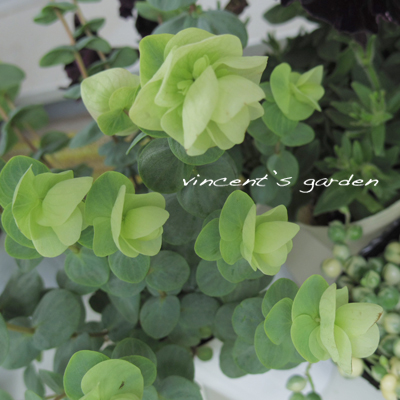 Junk sweet Garden tef*tef* さんから寄せ植え用の夏の花苗♪_a0311200_11425554.jpg