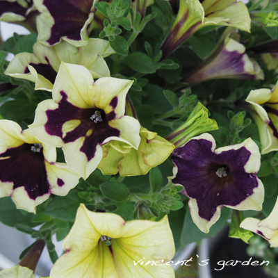 Junk Sweet Garden Tef Tef さんから寄せ植え用の夏の花苗 ぶいくんの庭