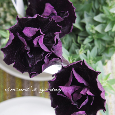 Junk Sweet Garden Tef Tef さんから寄せ植え用の夏の花苗 ぶいくんの庭