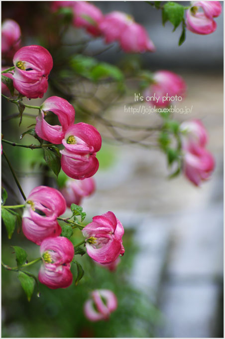 In the rain -花水木-_e0008800_20561576.jpg