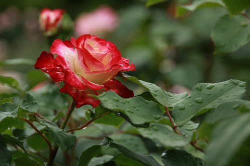 雨上がりのバラの花_c0017802_19481261.jpg