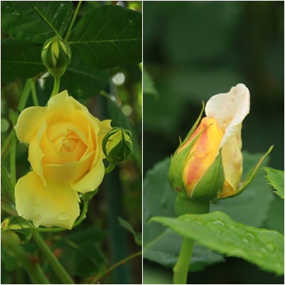 雨上がりのバラの花_c0017802_19491427.jpg