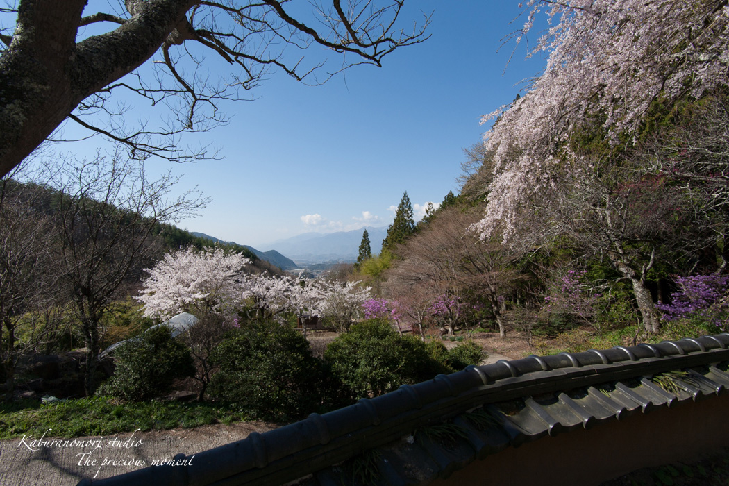 春の津金、海岸寺とその登り口の村にある旧津金学校_c0137403_16253698.jpg