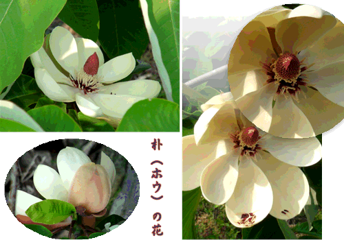 朴の花と大山蓮華の花 14 5 18 徳ちゃん便り