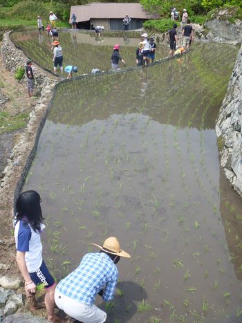 あぐりくらぶ2014(田植え)_b0131012_1829229.jpg
