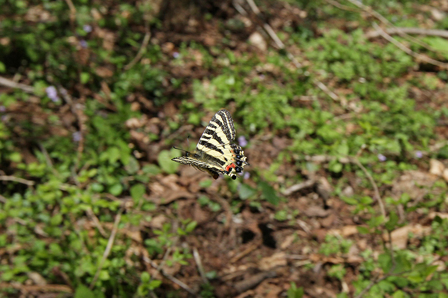 白馬のヒメギフ、ギフ　その後_b0315912_13173536.jpg