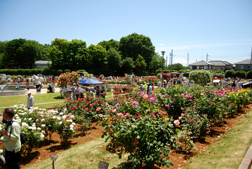 薔薇日和ー伊奈町 バラ園ー_d0113613_15223697.jpg