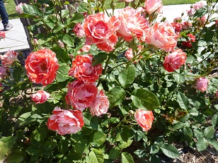 a0177314_1623495.jpg