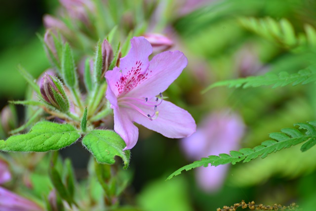 2014.5.3　東山植物園　２_f0046614_15171314.jpg