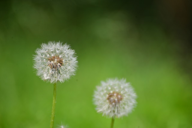 2014.5.3　東山植物園　２_f0046614_1517196.jpg