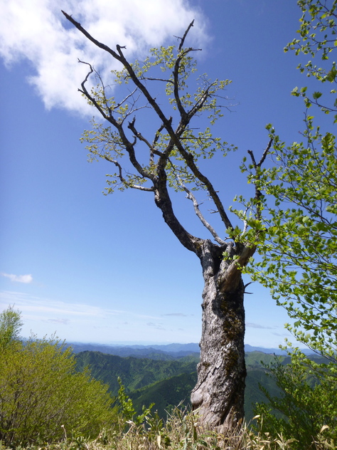 クマガイソウ咲く　梁谷山 (1.213.7M)  に登る_d0170615_9261647.jpg