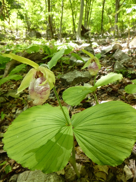 クマガイソウ咲く　梁谷山 (1.213.7M)  に登る_d0170615_9271528.jpg