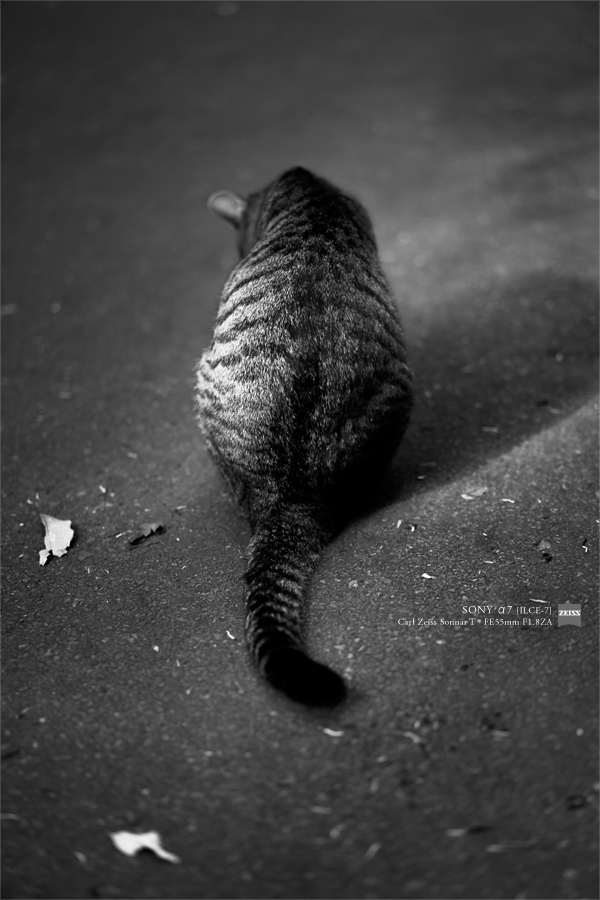 SONY α7 スナップ #115_e0117517_22331570.jpg
