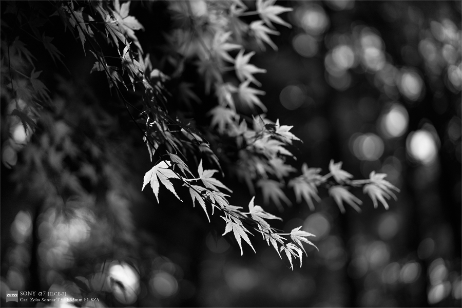 SONY α7 スナップ #115_e0117517_22335745.jpg