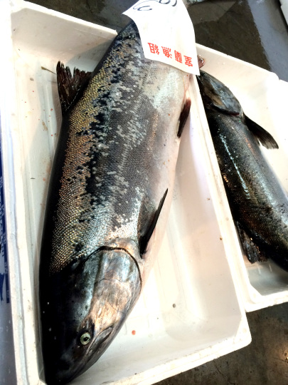 時不知 ときしらず 鮭です 大助 おうすけ 北海道西いぶり どっかん マルシェ