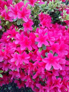 c0074721_16375369.jpg