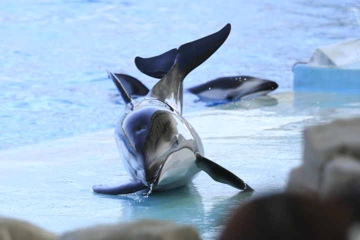 Port of Nagoya Public Aquarium　【Dolphin  May 2014】_f0253927_10145438.jpg