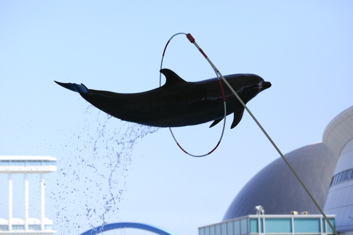 Port of Nagoya Public Aquarium　【Dolphin  May 2014】_f0253927_10162617.jpg