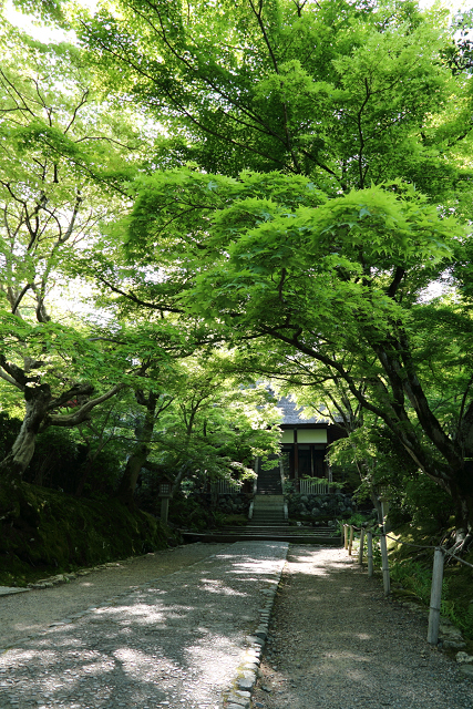 新緑の嵯峨野巡り －常寂光寺 境内（前編）－_b0169330_21201998.jpg