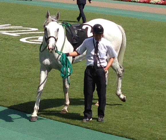 2年7ヶ月ぶりの勝利 アイスフォーリス 東京競馬場の怪人 2年7ヶ月ぶりの勝利 アイスフォーリス 東京競馬場の怪人