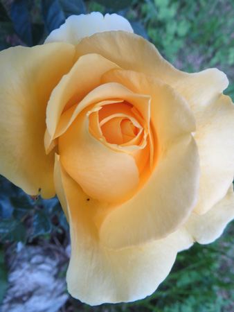 うれしいバラが咲きました_f0234936_533114.jpg