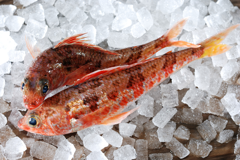 ヒメ 姫 お目目 真ん丸 可愛い魚 魚屋三代目日記