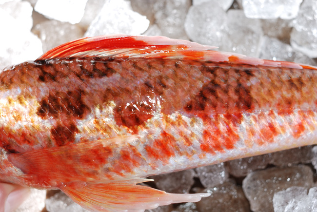 ヒメ 姫 お目目 真ん丸 可愛い魚 魚屋三代目日記