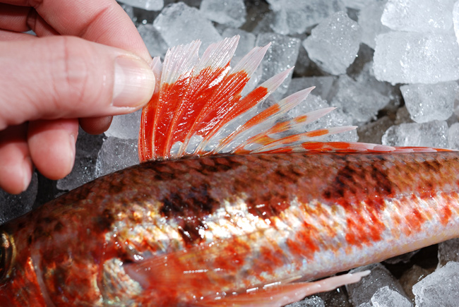 ヒメ 姫 お目目 真ん丸 可愛い魚 魚屋三代目日記