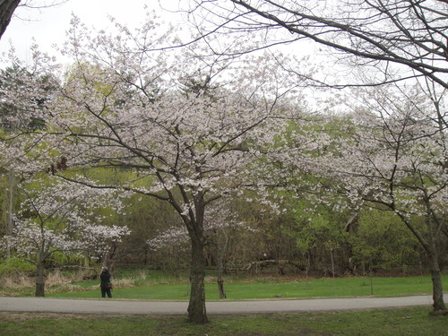 トロント、ハイパークの桜_f0293042_8371178.jpg