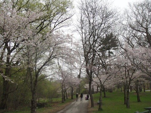 トロント、ハイパークの桜_f0293042_8421950.jpg