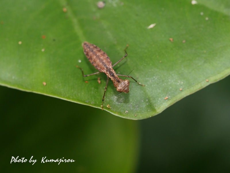 ヒメカマキリとヒナカマキリ : くま次郎の”やんばる日記”