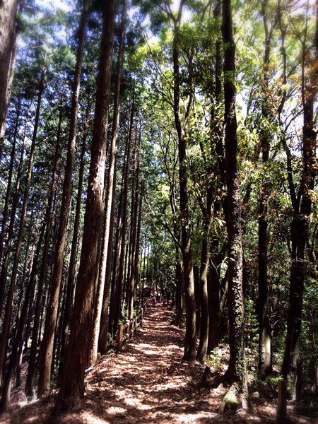 熊野古道@八鬼山越えコース_e0292546_22122426.jpg